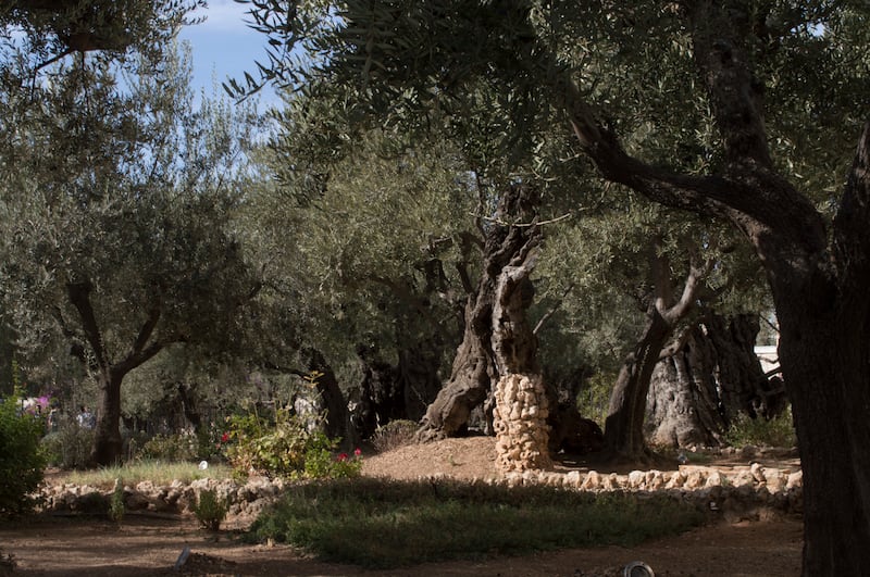The Orson Hyde Memorial Garden in Jerusalem is photographed Thursday, Oct. 27, 2016.