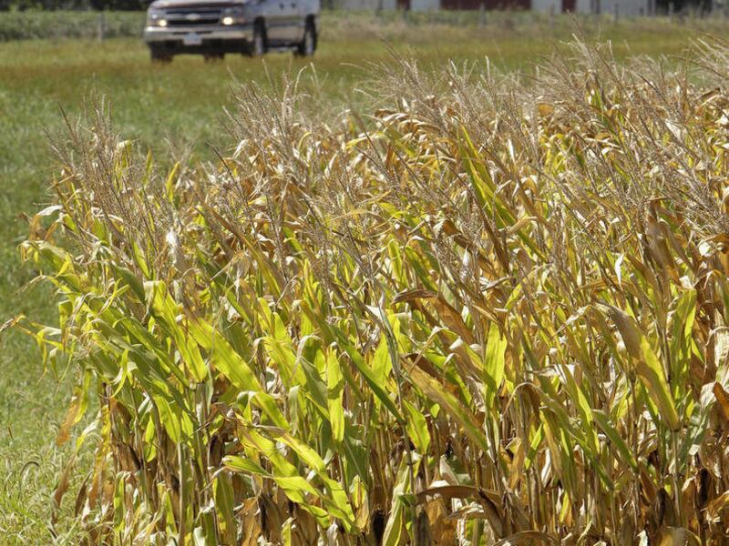 A truck passes a cornfield near an intersection on a county road, Thursday, Sept. 8, 2011, in Palmyra, Iowa. Rural motorists in corn belt states face an increasing hazard this time of year as corn grows tall and obstructs their vision, but the danger coul