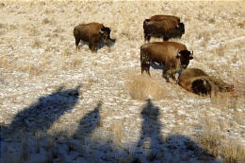 As hunters, news media and protesters watch from higher ground, bison bulls gather to look at a freshly killed bull near Gardiner, Mont.