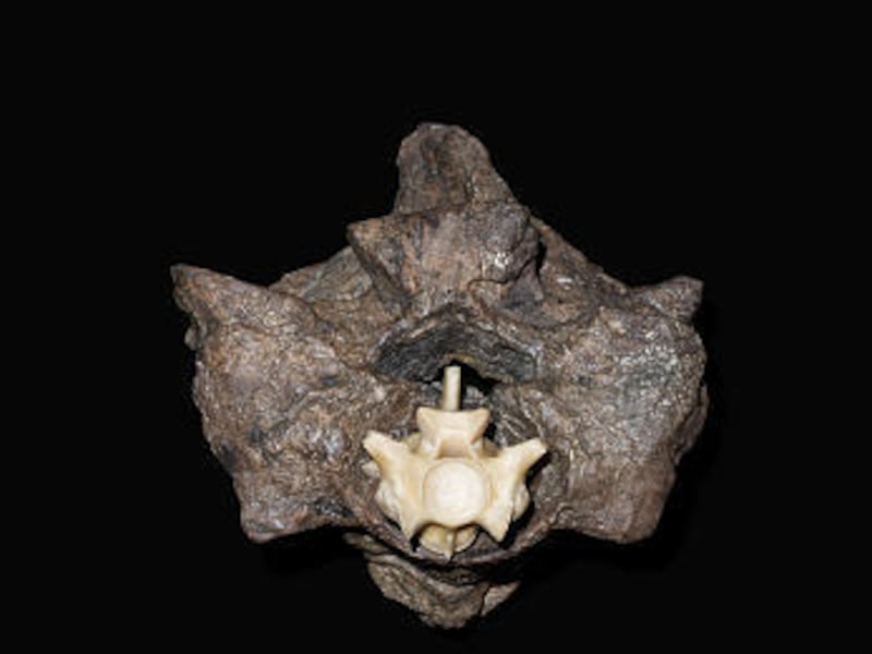 The vertebra of an adult green anaconda is dwarfed by the vertebra of a giant snake called Titanoboa cerrejonensi.