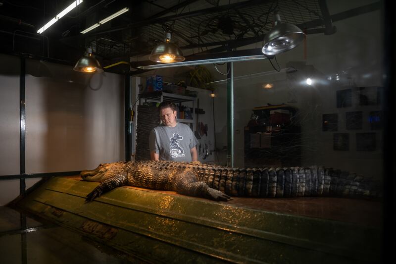 Utah alligator attack What will happen to Darth Gator? Deseret News