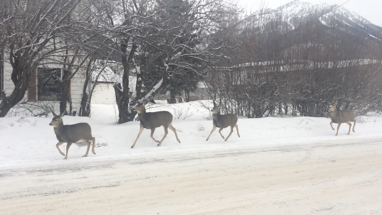 Reddit user Bronsta posted a video of a group of deer racing down a road in Fernie, British Columbia. The deer stop at a stop sign before they cross the road and continue their journey.