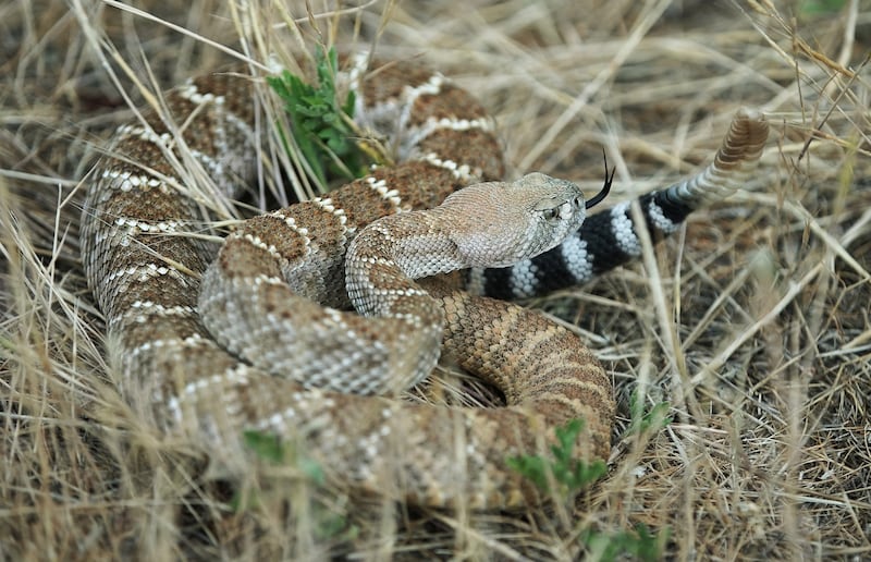 A western diamondback rattlesnake in Salt Lake City.
