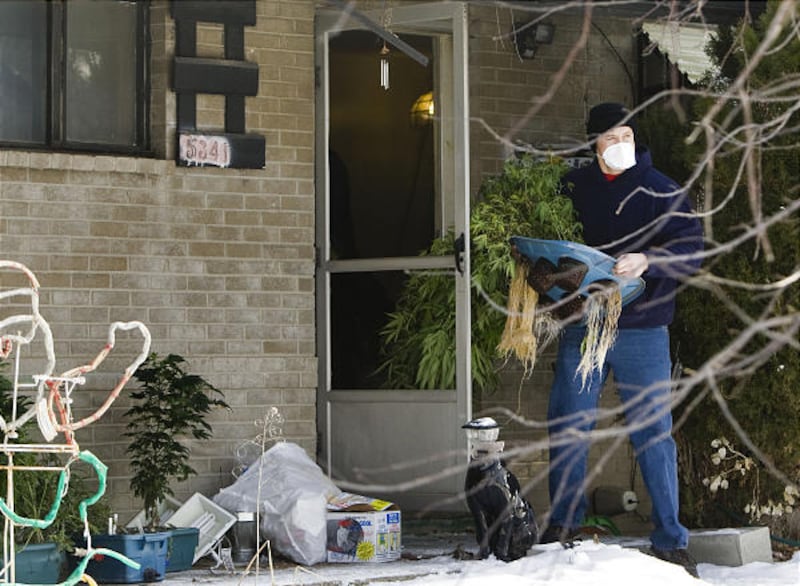 The Salt Lake County Sheriff's Office seizes 50 marijuana plants found in the basement of a home in Kearns on Monday.