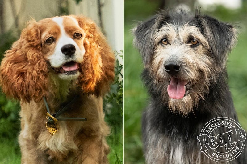 Rose (left) and Monte (right) will be voiced by Tessa Thompson and Justin Theroux in Disney's "Lady and the Tramp" remake.