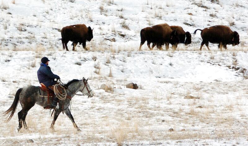 Bison from Yellowstone National Park.