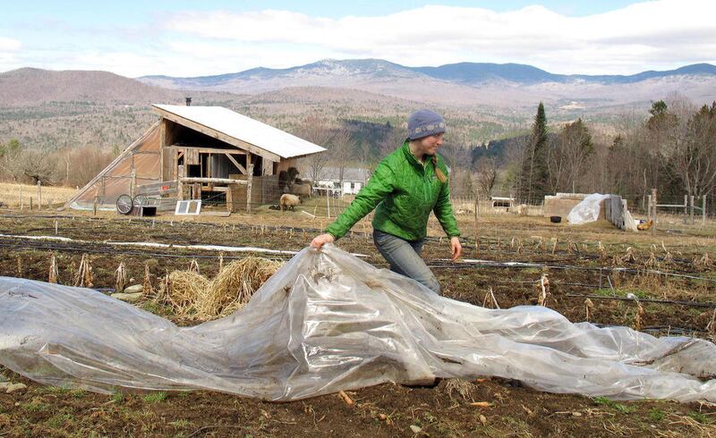 FILE - In this April 24, 2014, file photo,, Katie Spring rolls up plastic that was used to cover certain plants during the winter in a field at the Good Heart Farmstead in Worcester, Vt. Spring and her husband Edge Fuentes, who both own the farm, back the