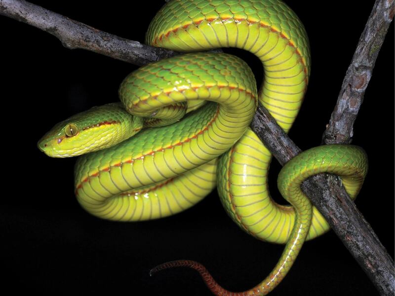 Trimeresurus salazar sp. nov. juvenile male from Pakke Tiger Reserve. Researchers decided to name a new species of snake after a historic “Harry Potter” character, who also has ties to snakes and one of the Hogwarts houses.