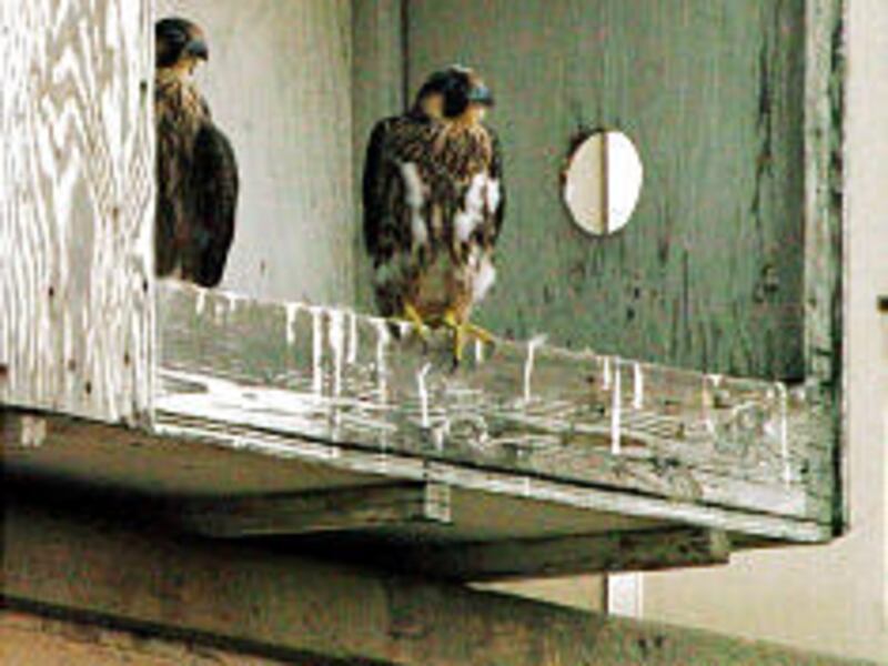 Young peregrine falcons perch in their nest atop a downtown Salt Lake building in 2005.