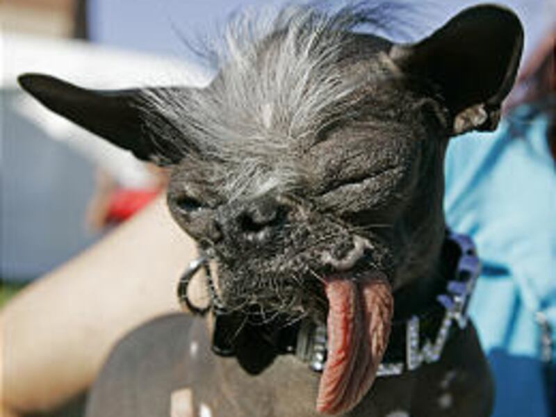 Chinese crested dog Elwood won top prize at the 2007 World's Ugliest Dog Contest Friday in Petaluma, Calif.