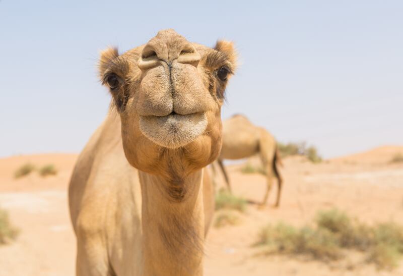 A startled camel started bucking during a circus when a child apparently threw a shovel at its feet, injuring six children and an adult and causing frightened circusgoers to flee the arena.