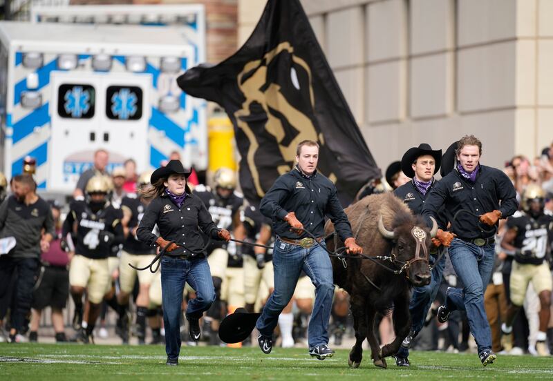 Colorado mascot Ralphie VI in ceremonial run before the second half of a game in Folsom Field.