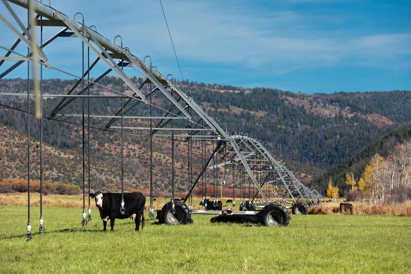 Cattle graze in the fields near a pivot irrigation system at Steve Clyde’s ranch in Kamas on Oct. 15, 2023.