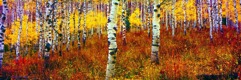 Colorful aspens in La Sal National Forest