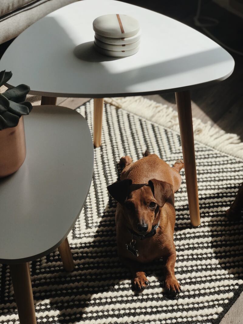 William, a dachshund mix