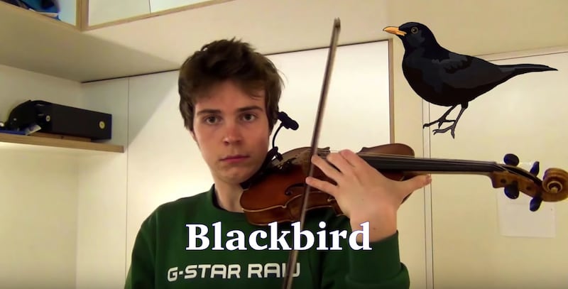 YouTuber Sebastiaan Kulwanowski uses his violin to mimic the sound of a blackbird.