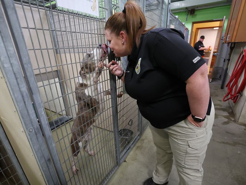 South Salt Lake Animal Services supervisor Jenica Laws plays with a dog at the shelter on Tuesday, April 5, 2022.