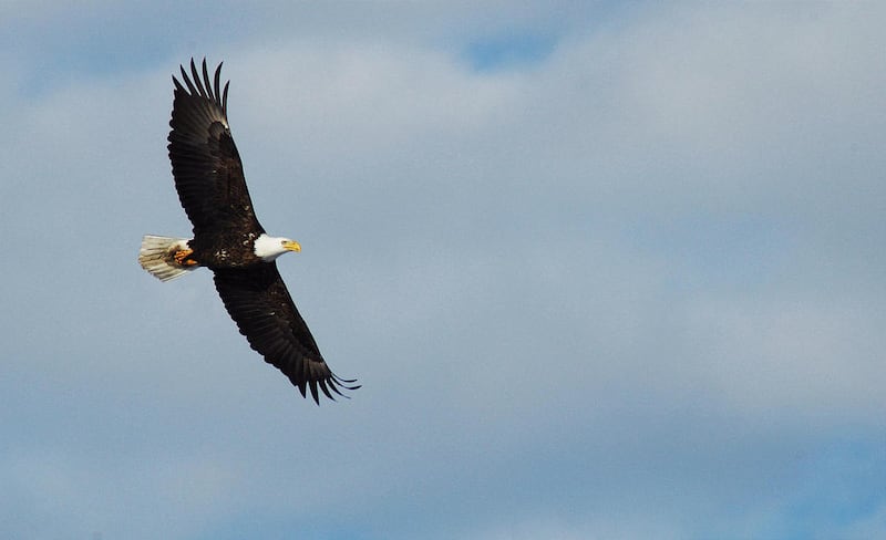 Bald eagle at Farmington Bay Waterfowl Management Area.