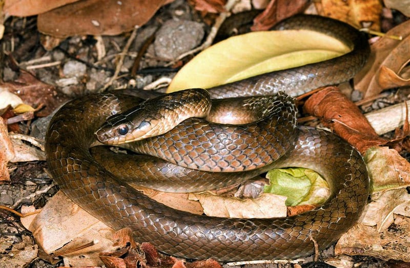 This undated picture released by Durrell Wildlife Conservation Trust on Tuesday, July 10, 2012, shows a Saint Lucia racer snake at an undisclosed location in St. Lucia. At least 11 St. Lucia racers were spotted and tagged by a group of international scien