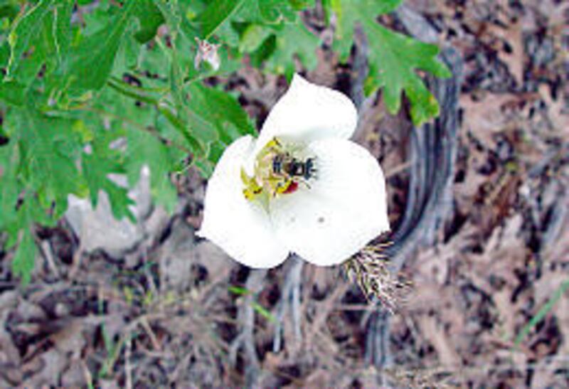 Sego lily wildflower blooms along the G Monument Trail above Pleasant Grove.