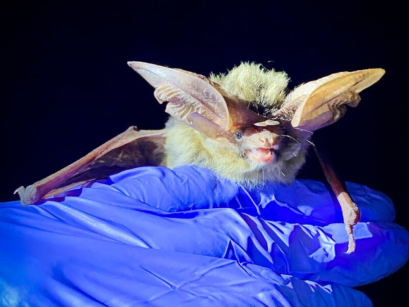 Is Utah bat crazy? It turns out that this species, along with others, helps us and keeps some creepy critters away.