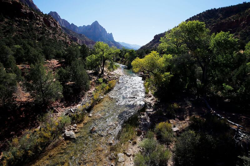 The Virgin River flows through rocks and green trees in Zion National Park