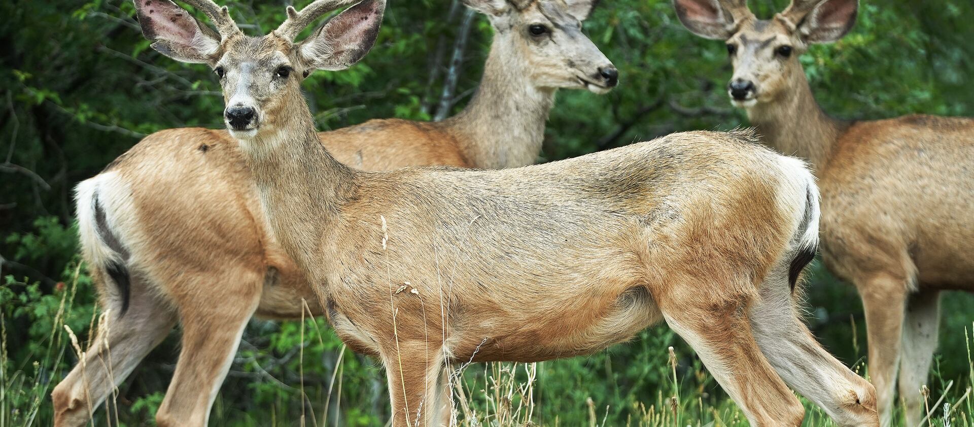 Deer forage near Wakara Way in Salt Lake City on Thursday, June 24, 2021.