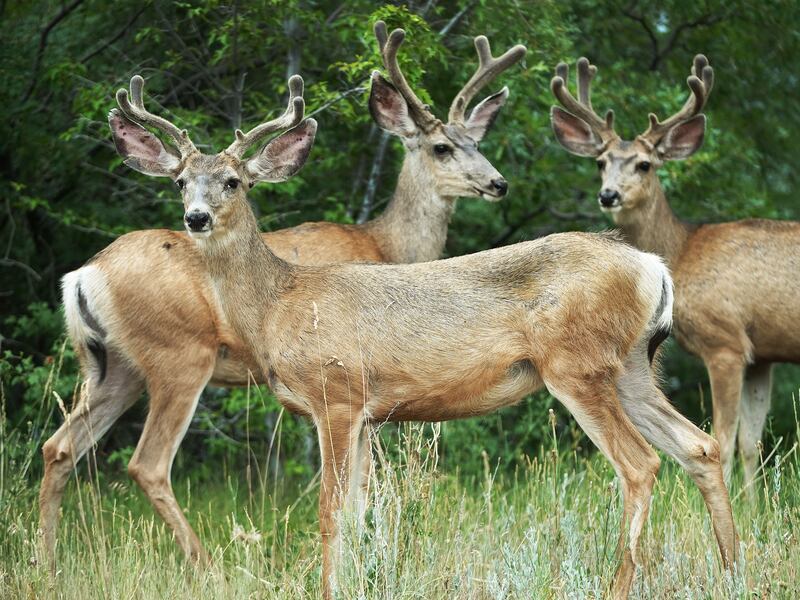 Deer forage near Wakara Way in Salt Lake City on Thursday, June 24, 2021.