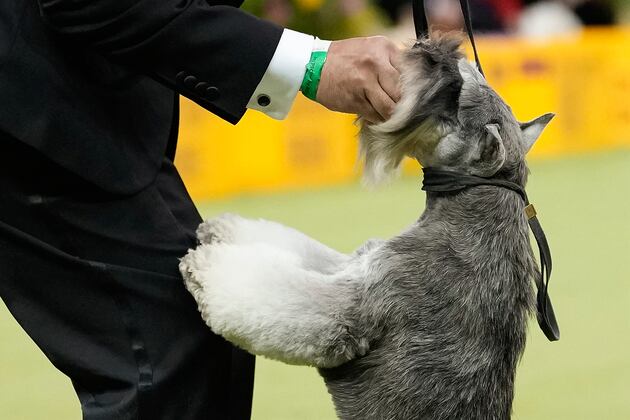 The highlights from this year's Westminster Dog Show