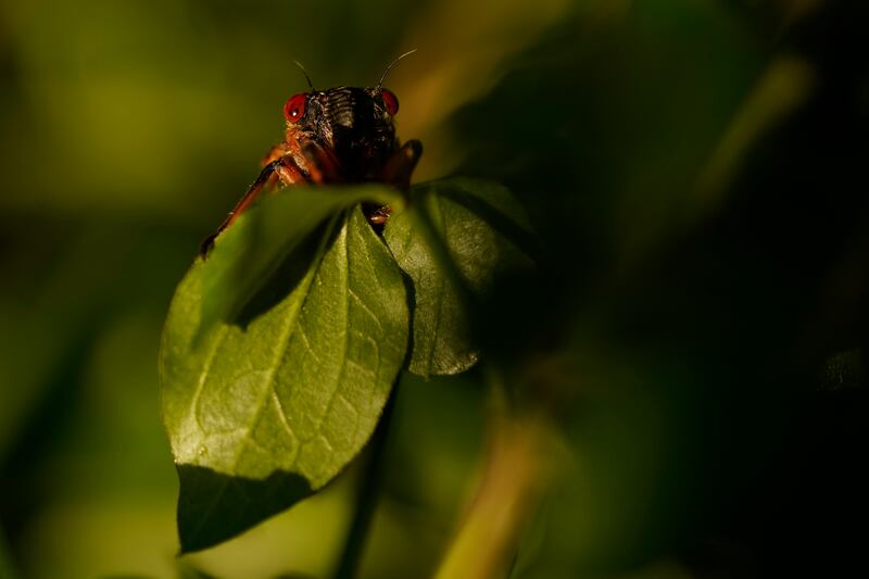 A cicada looks out from atop a leaf