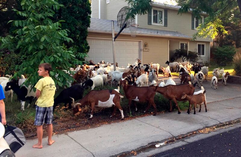 Scores of goats much on the flora and fauna in a residential area of Boise, Idaho, Friday, Aug 3, 2018. About 100 escaped goats munched on manicured lawns in Idaho's capital city on Friday morning before being rounded up and hauled away. (Ruth Brown/Idaho