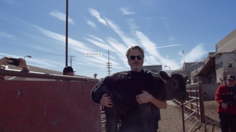 Joaquin Phoenix carries a calf into a trailer to be transported from a slaughterhouse to Farm Sanctuary with its mother on February 10, 2020.