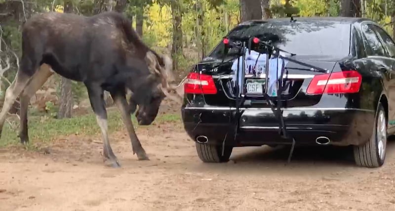 A wild bull moose decided to sharpen its antlers on a random car out in Boulder County, Colorado, KDVR reports.