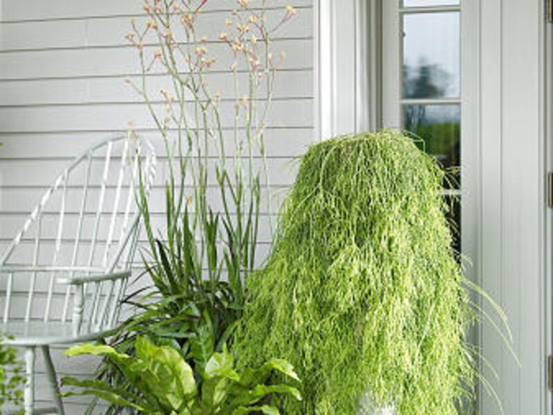 A porch offers a chance to display plants such as these ones from all over the world and many different climates.