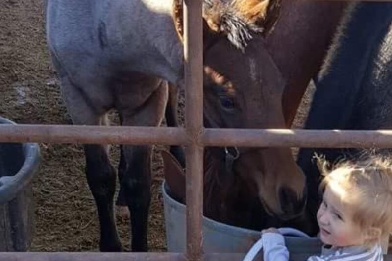 Roxy, a 2-year-old purebred QH filly, was taken out of her field Sunday night, tied to the back of a truck and dragged about a quarter of a mile. The person who took her then took their rope off and left her to die. Due to the extensive injuries she suffe