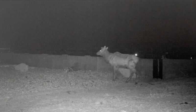A moose crosses the wildlife bridge over I-80 in Parleys Canyon in this video from the Utah Division of Wildlife Resources.