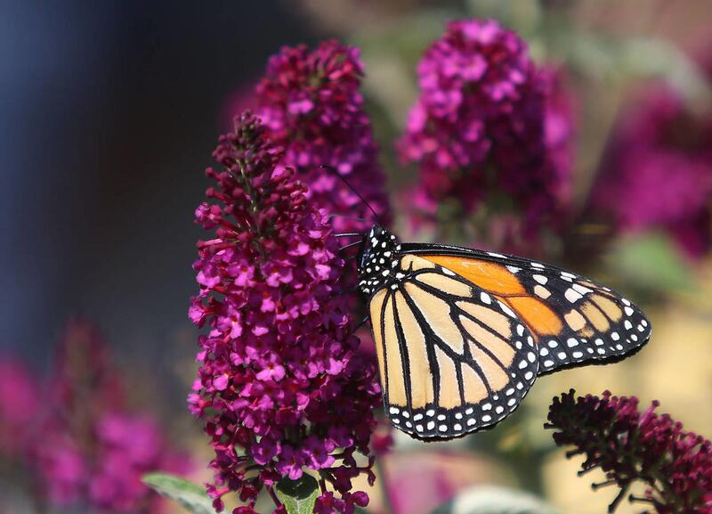 New numbers show the Western Monarch population is dangerous close to a collapse.