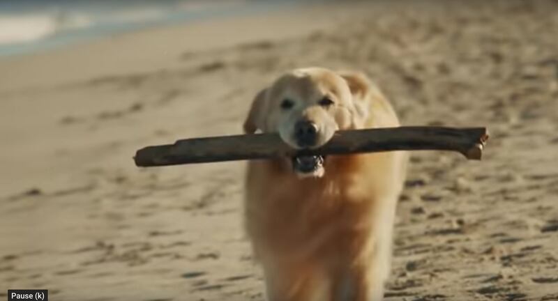 Golden Retriever Scout runs on the beach in a WeatherTech Super Bowl ad “Lucky Dog”