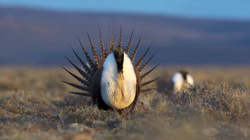 An environmental group filed a lawsuit against the Bureau of Land Management, challenging a Price field office decision to move forward with a vegetation removal project to boost conditions of sage grouse habitat in the Tavaputs Plateau.