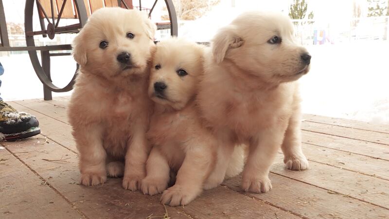 What’s cuter than little dogs? Dogs and ducklings.