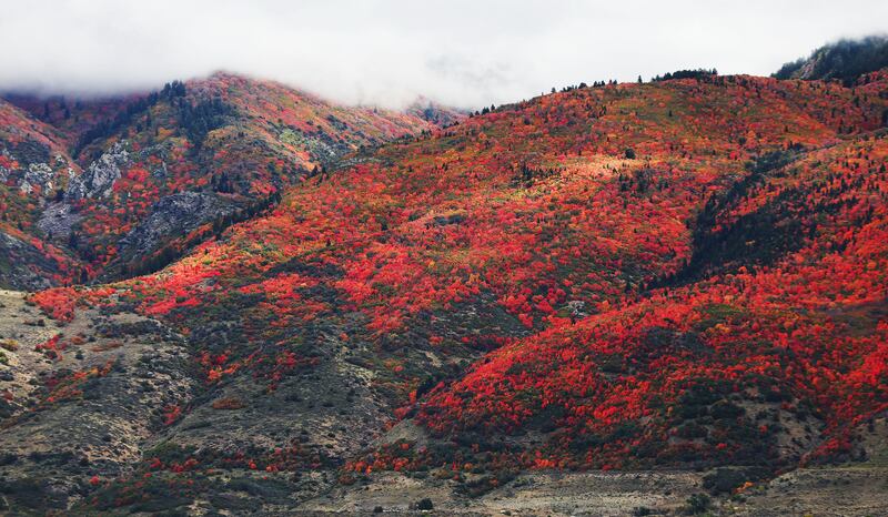 Fall leaves cover the mountain in Davis County on Wednesday, Oct. 11, 2023.