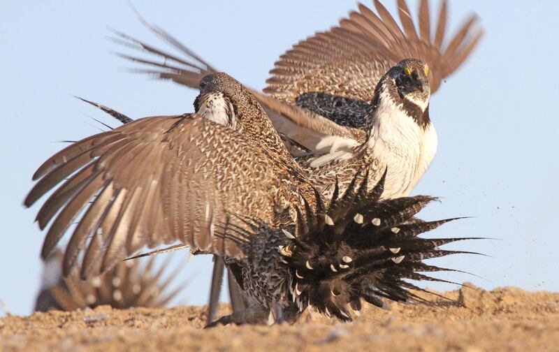 FILE - Male greater sage grouse fighting. The House Armed Services Committee passed the National Defense Authorization Act for fiscal year 2017 on Thursday. The bill includes a provision that prevents the implementation of federal plans on sage grouse man