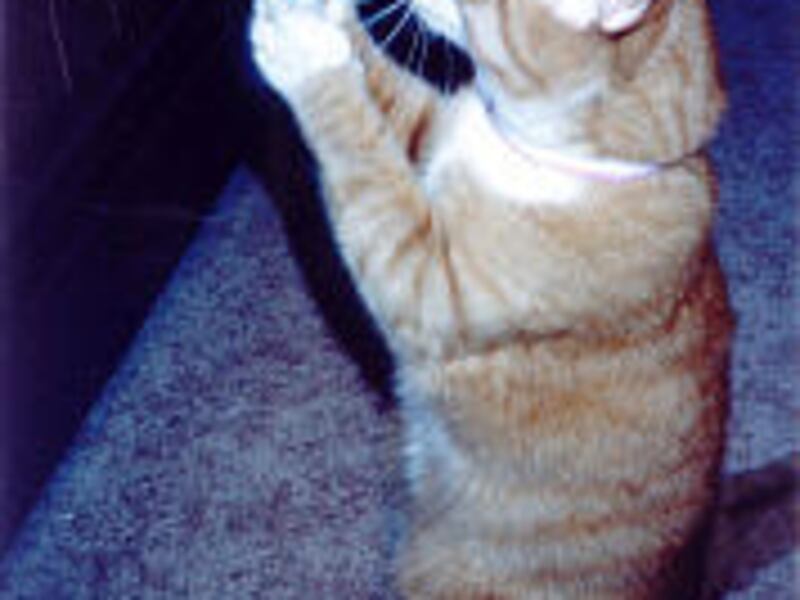 "Now! Please?" Audrey Hewett's daughter's cat, Copper, appears to really want a treat.