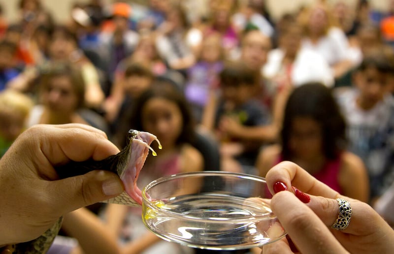 A researcher demonstrates how to extract venom from a snake in Sao Paulo, Brazil.