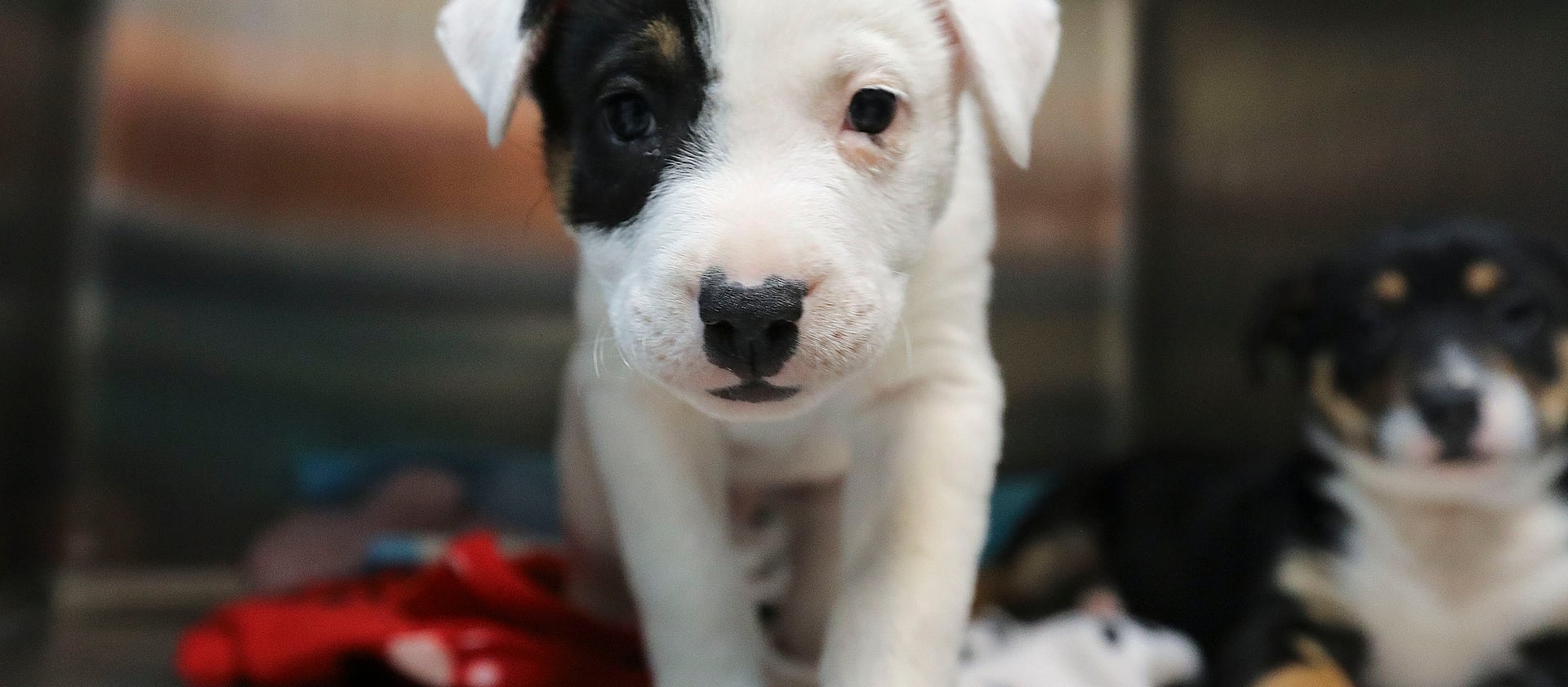 Tiny Tot and Little Bitty wait for their adopters to pick them up at Best Friends Animal Society in Salt Lake City.