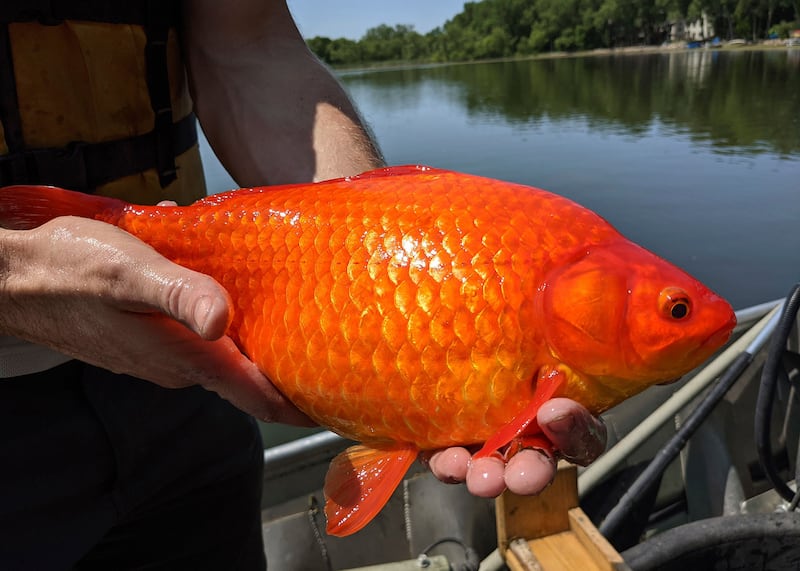 A large goldfish caught in Keller Lake
