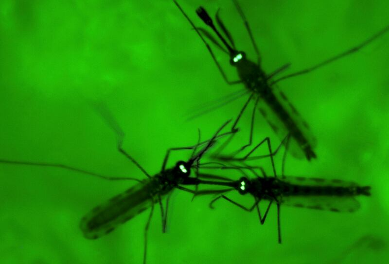 FILE - In this Wednesday, June 3, 2009 file photo, adult mosquitoes are seen through a fluorescence microscope at the University of Maryland Biotechnology Institute’s Insect Transformation Facility in Rockville, Md.