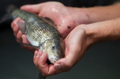 Dale Fonken, a native aquatics biologist with the Division of Wildlife Resources, displays a June sucker at the edge of Utah Lake at the American Fork Boat Harbor in American Fork on Monday, May 7, 2018, in American Fork. Fonken said Utah Lake is the only