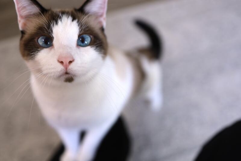 A clingy part-siamese cat greets his owner.