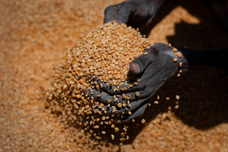 An Ethiopian woman scoops up yellow split peas.